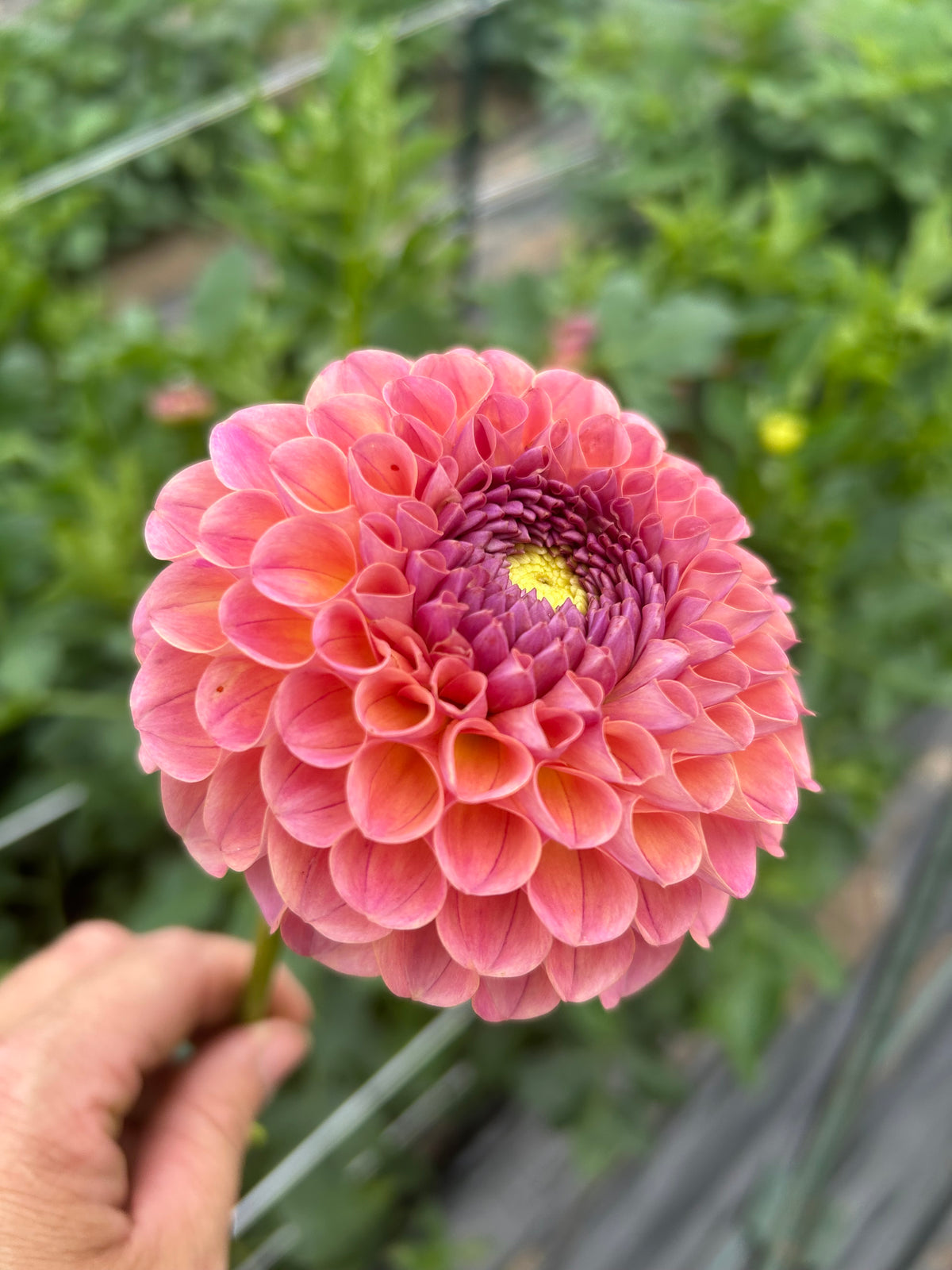 Jowey Winnie