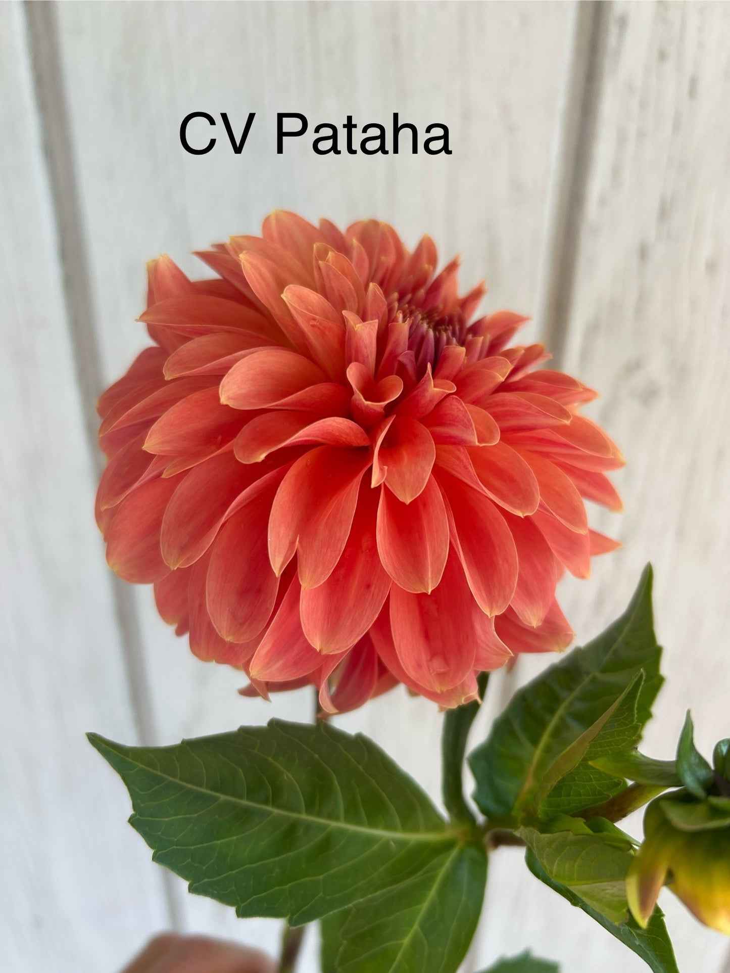 Clearview Pataha