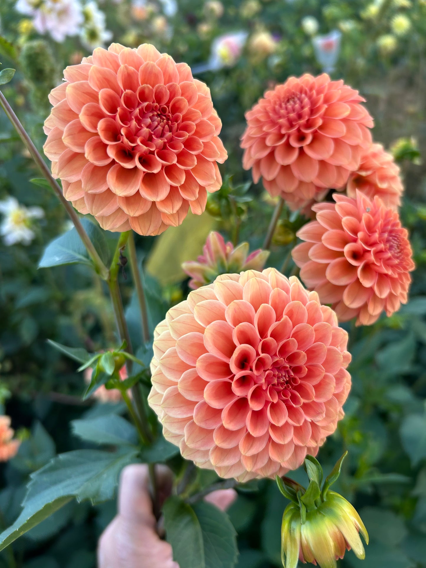 Rose Toscano