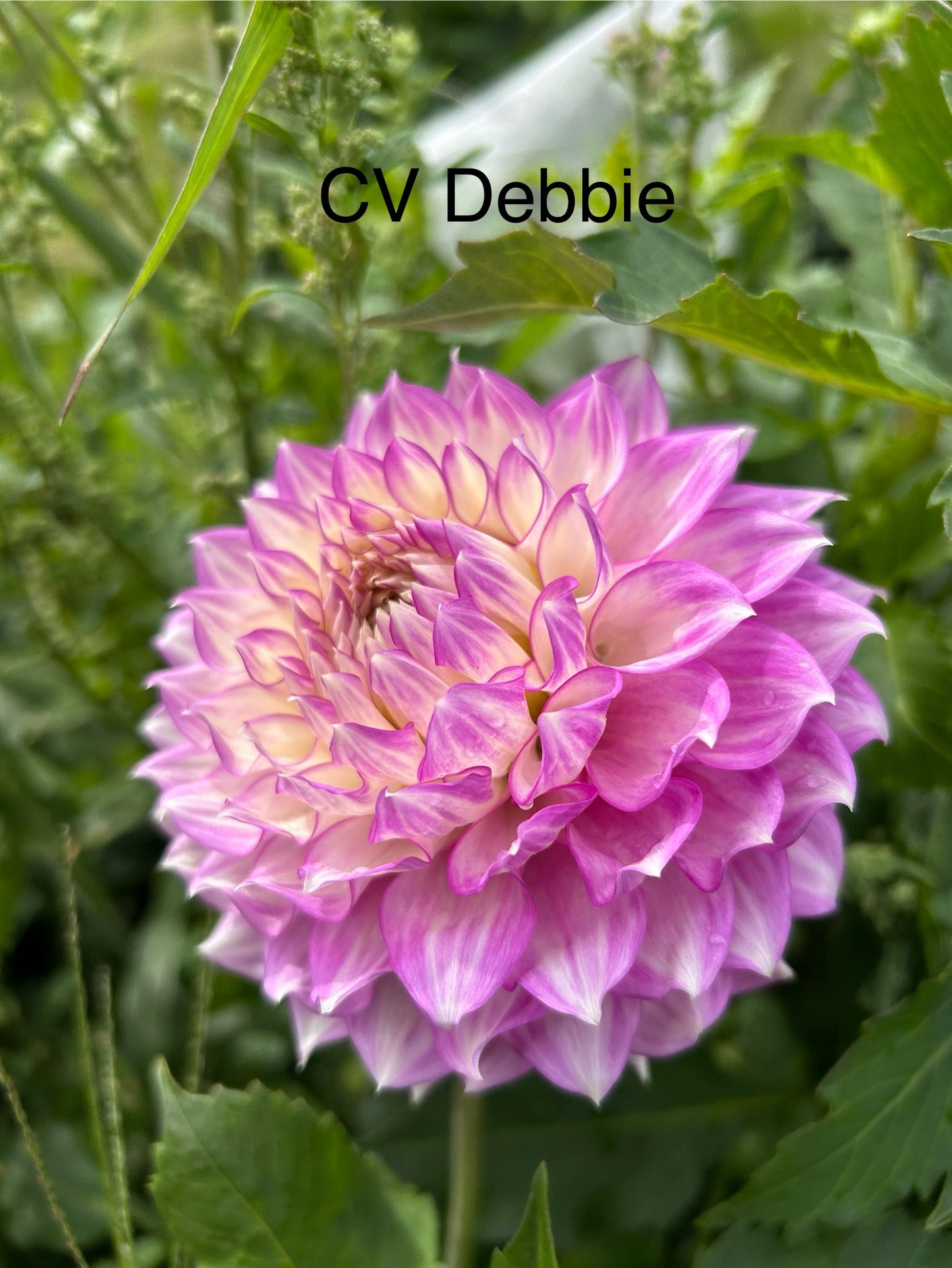 Clearview Debbie