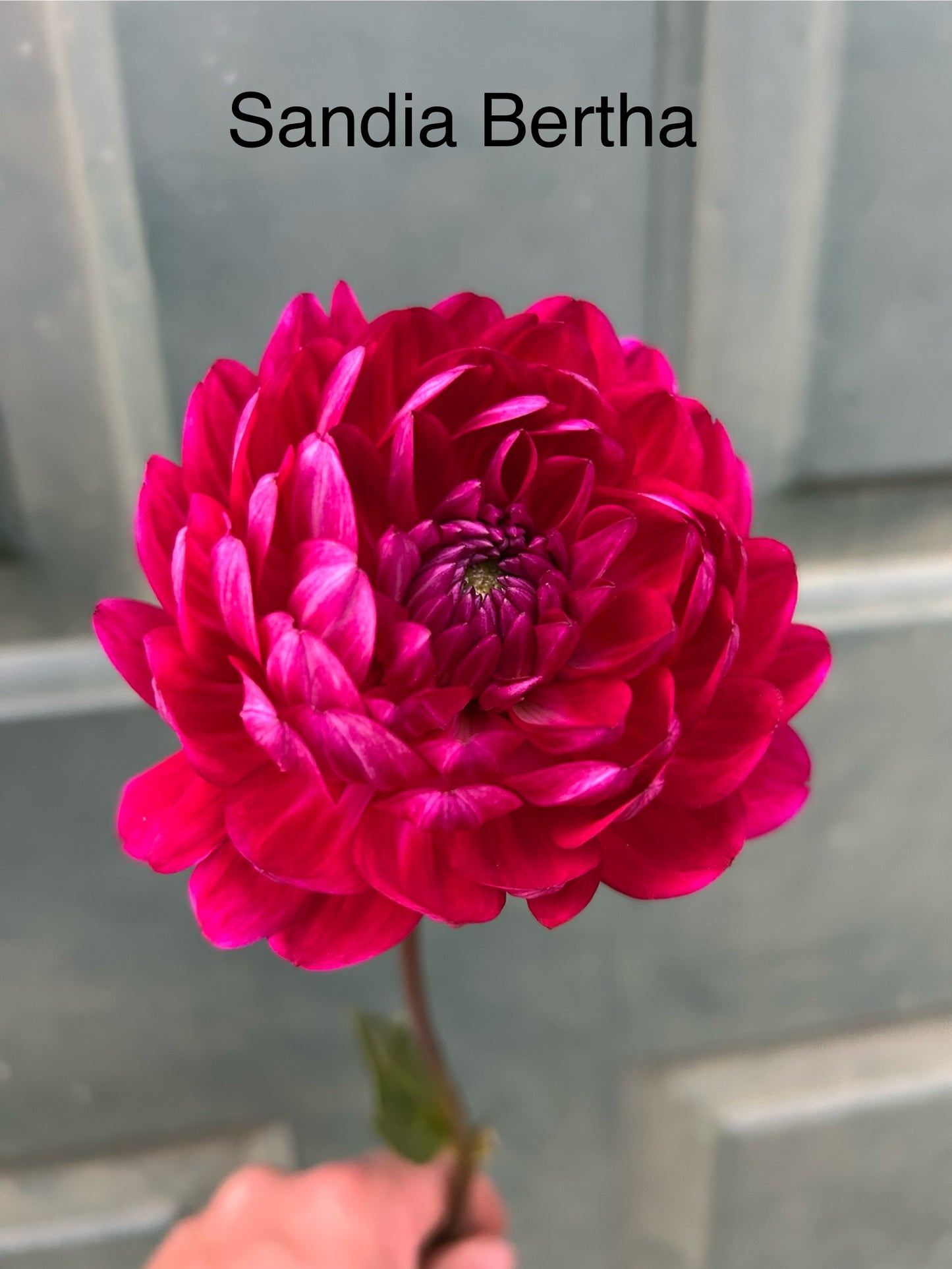 Sandia Bertha