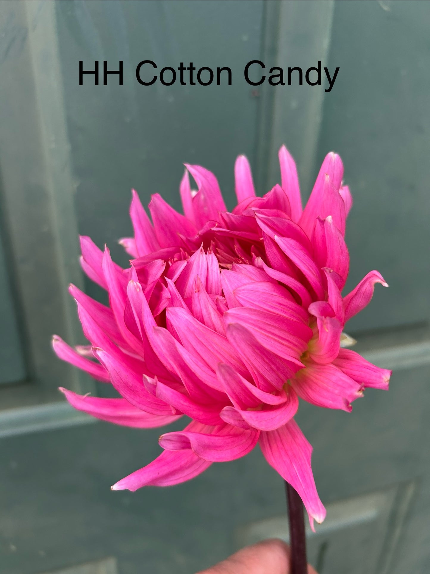 Hollyhill Cotton Candy