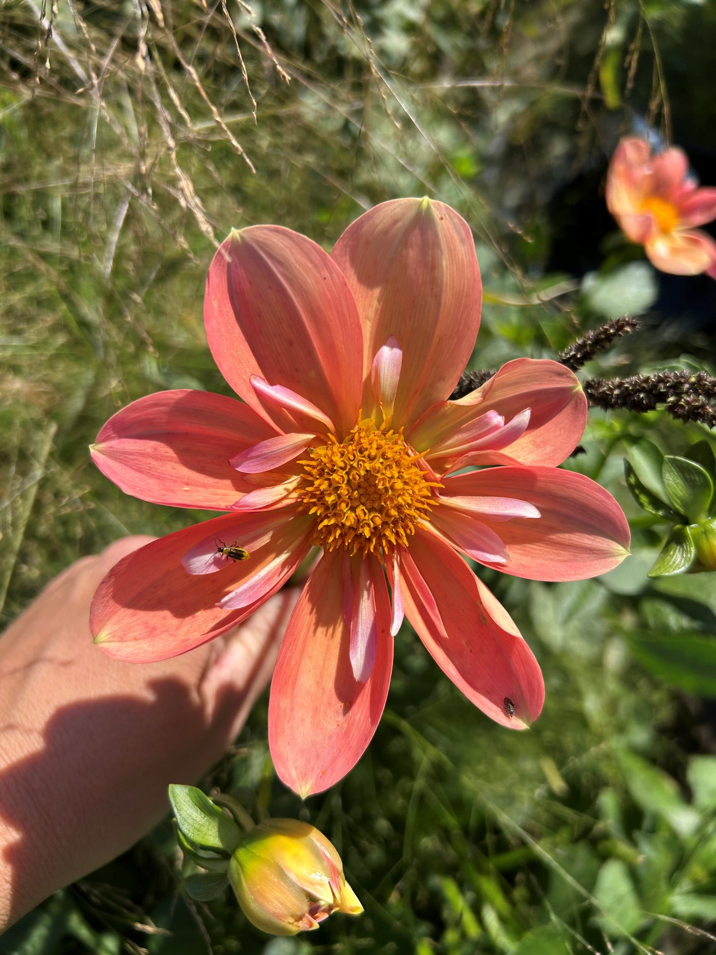 Jacs Butterscotch