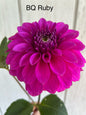 Bloomquist Ruby