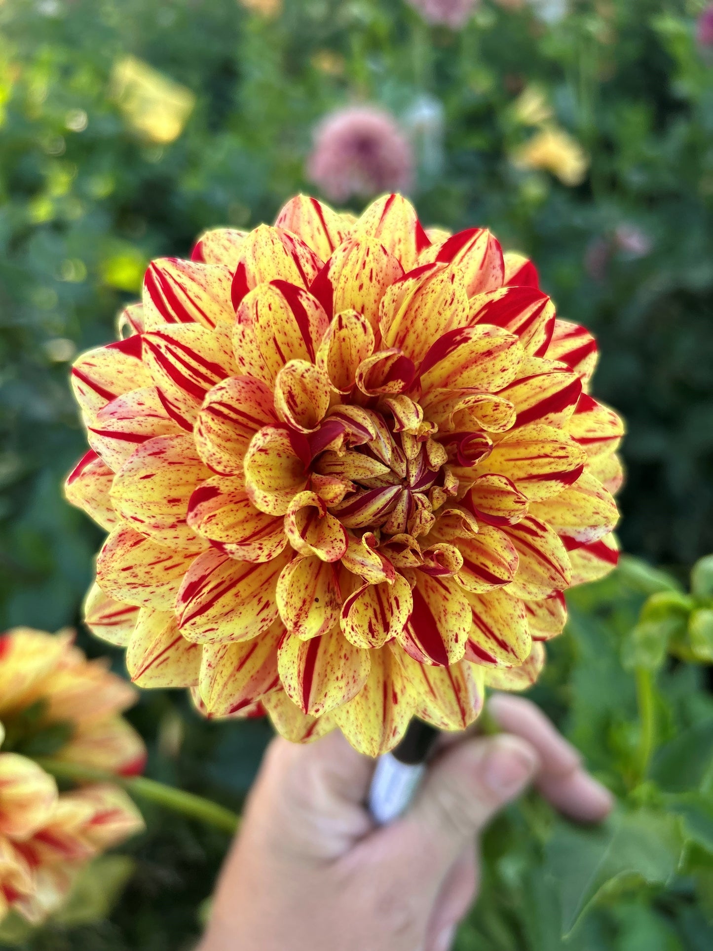 Ferncliff Firecracker