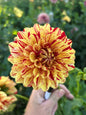 Ferncliff Firecracker