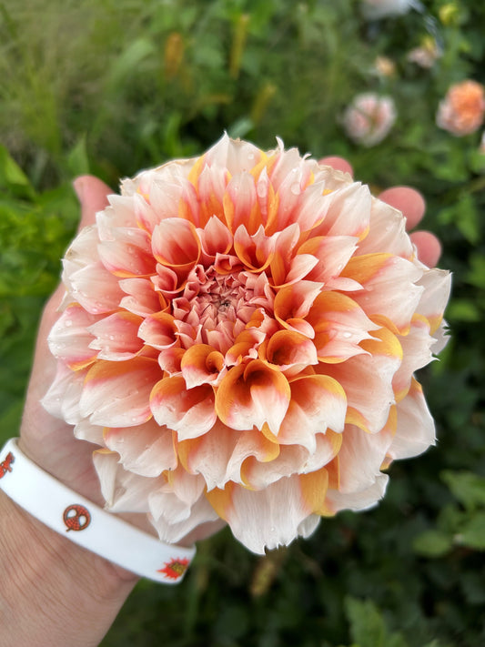 Hollyhill Orange Ice