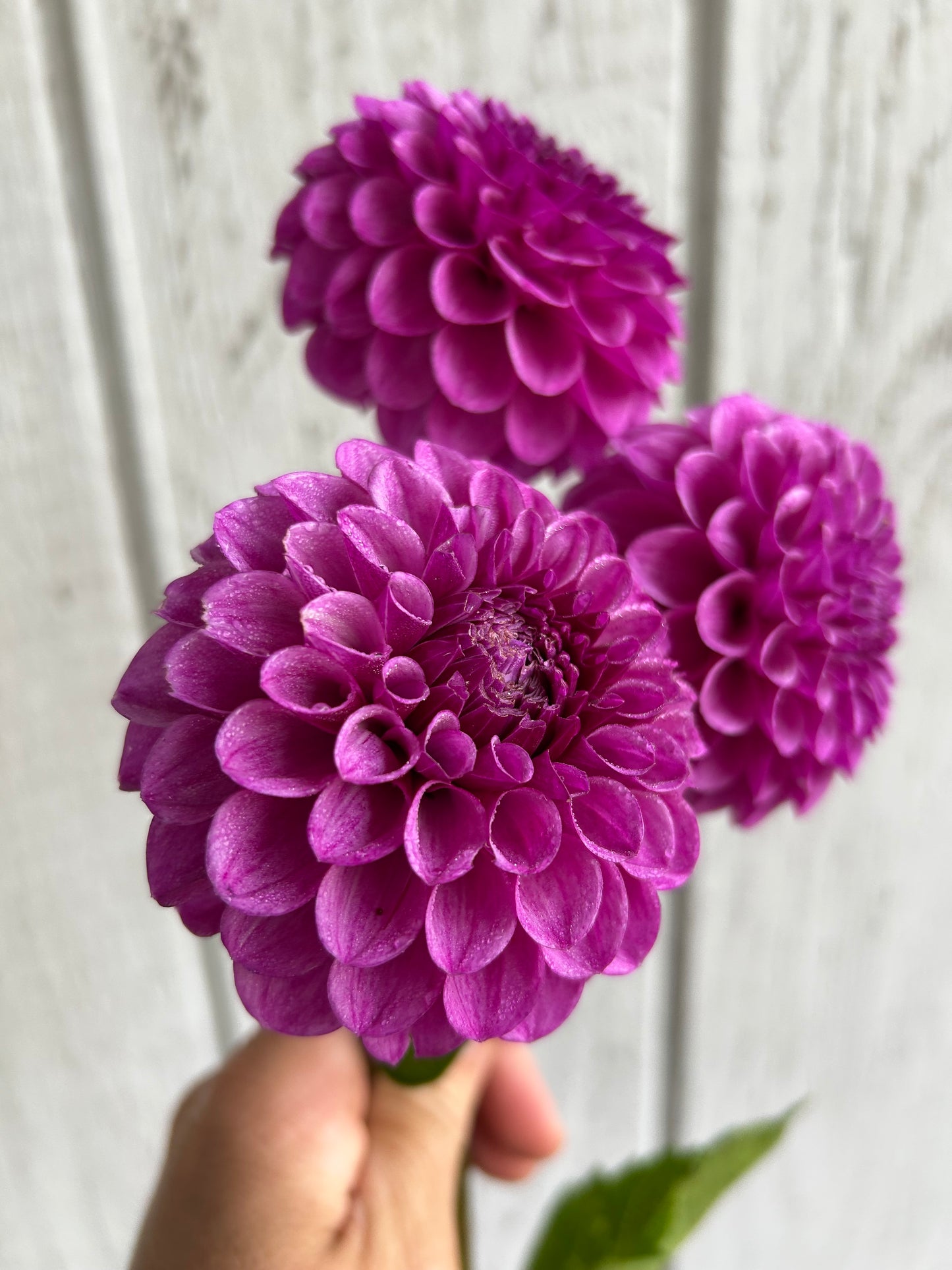 Robann Royal
