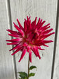 Hollyhill Starburst