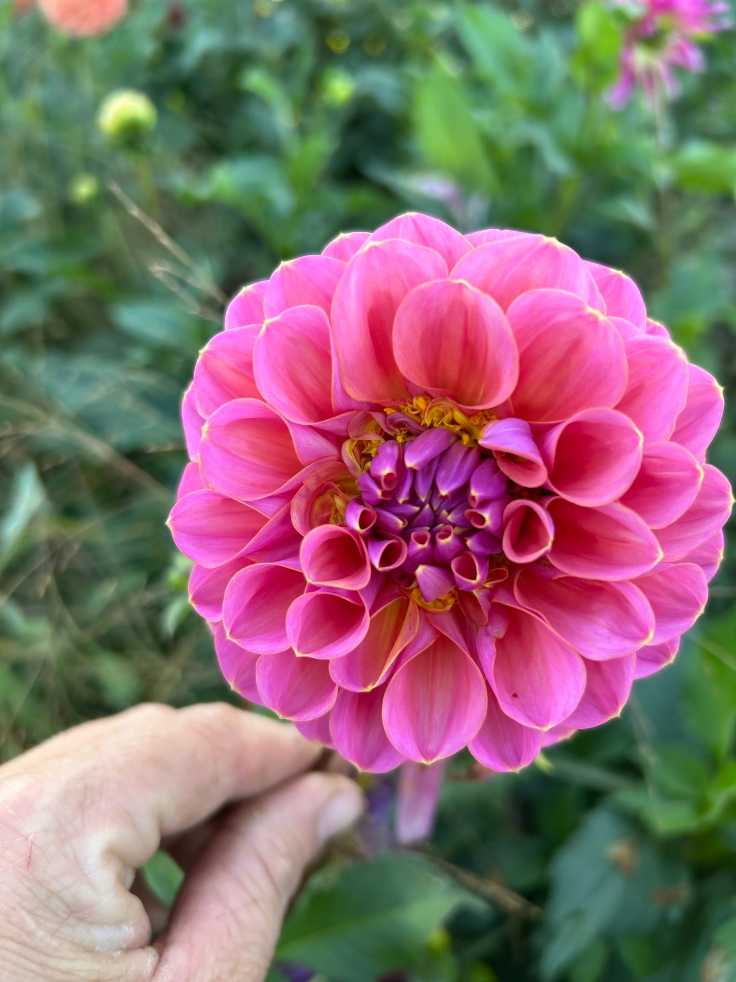 GC Pink Lemonade
