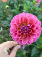 GC Pink Lemonade