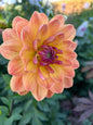 Pam Howden