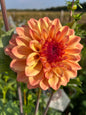 Ferncliff Copper