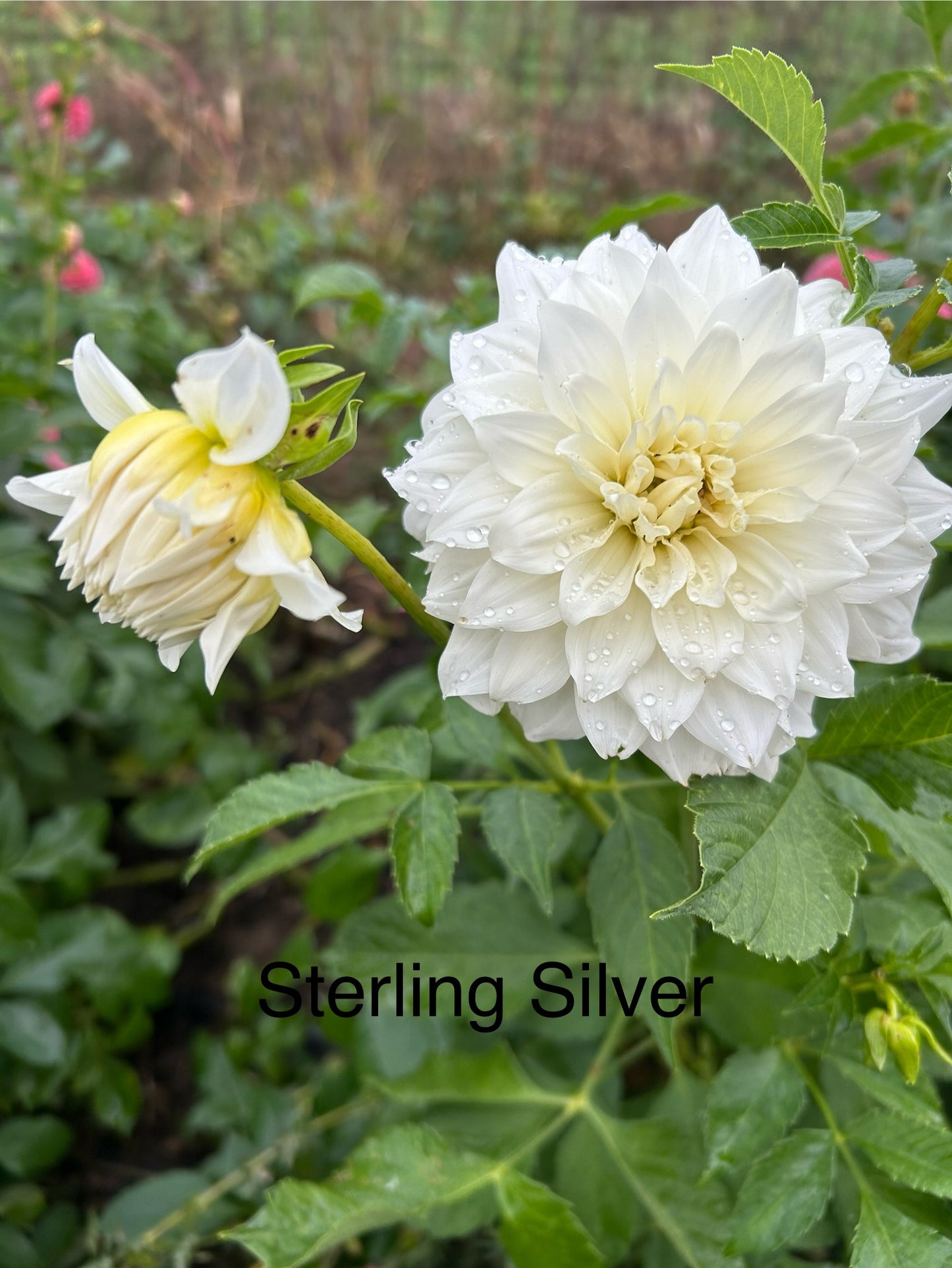 Sterling Silver