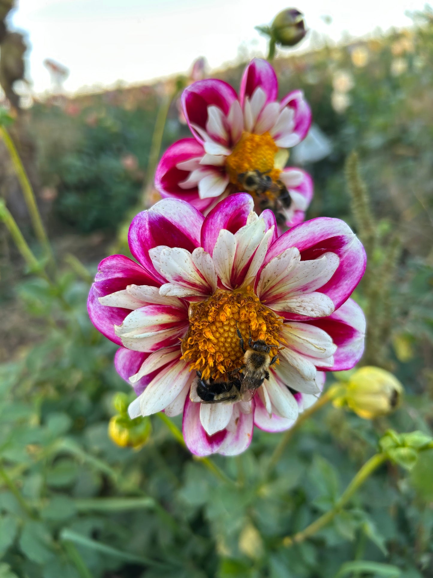 Bumble Rumble