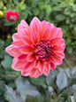 Bloomquist Fredene