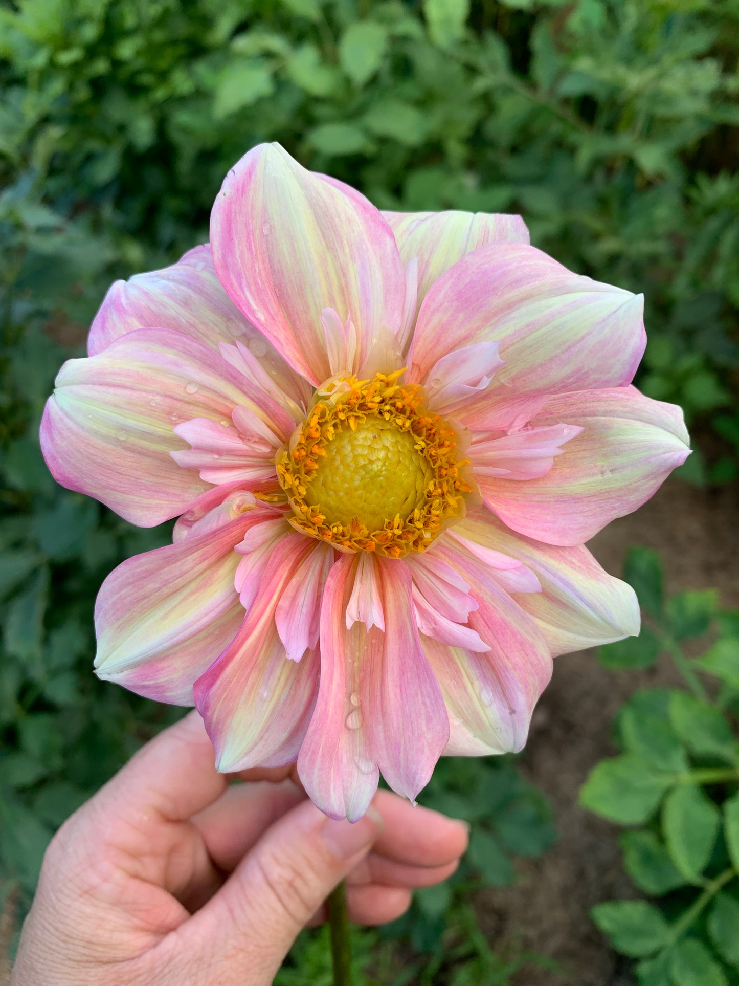 Apple Blossom