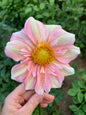 Apple Blossom