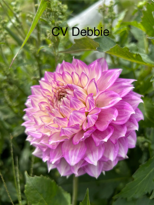 Clearview Debbie