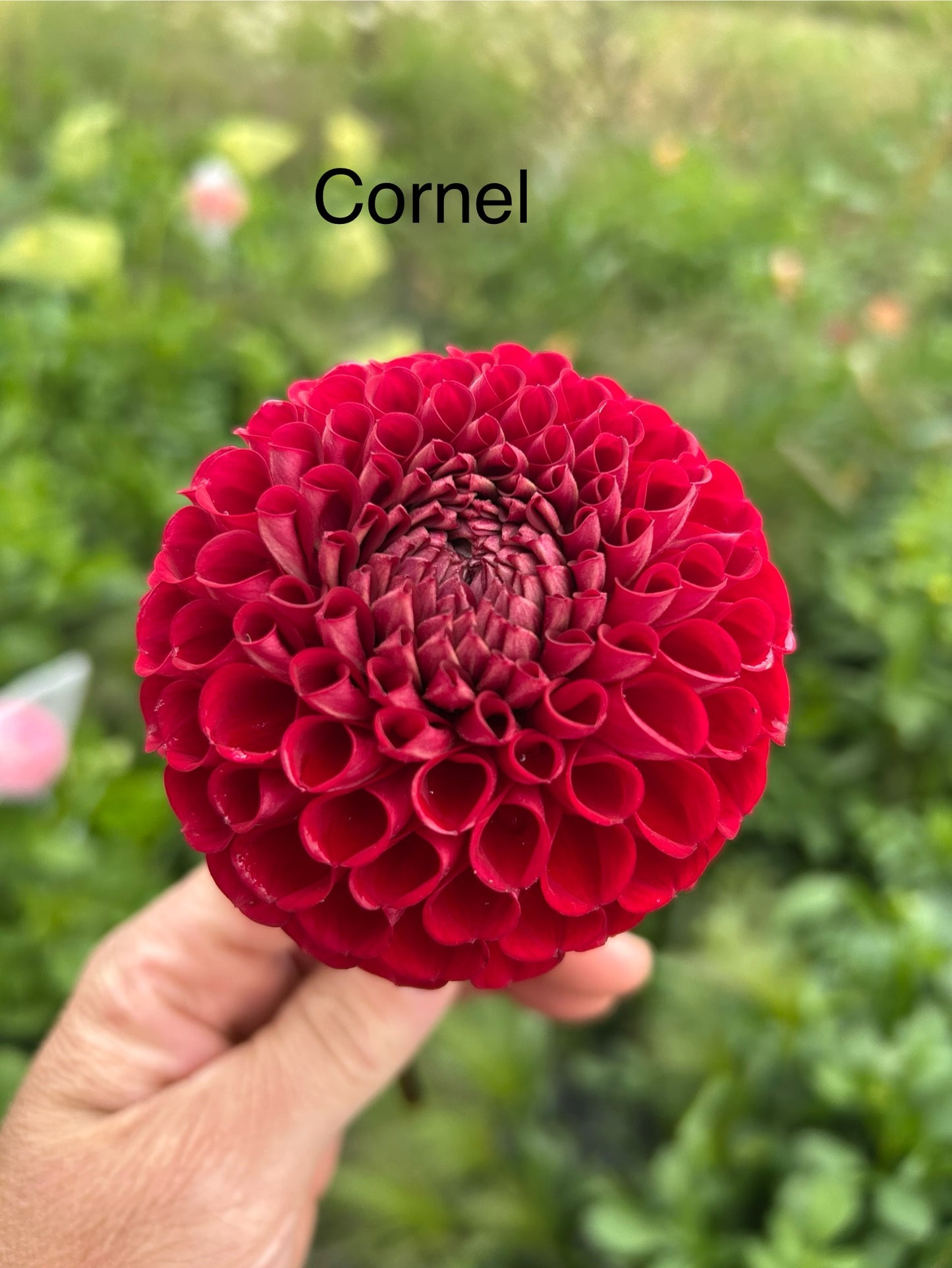 BULK PACK OF 5! Cornel