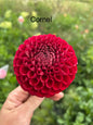BULK PACK OF 5! Cornel