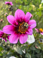 Bee Happy