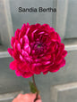 Sandia Bertha