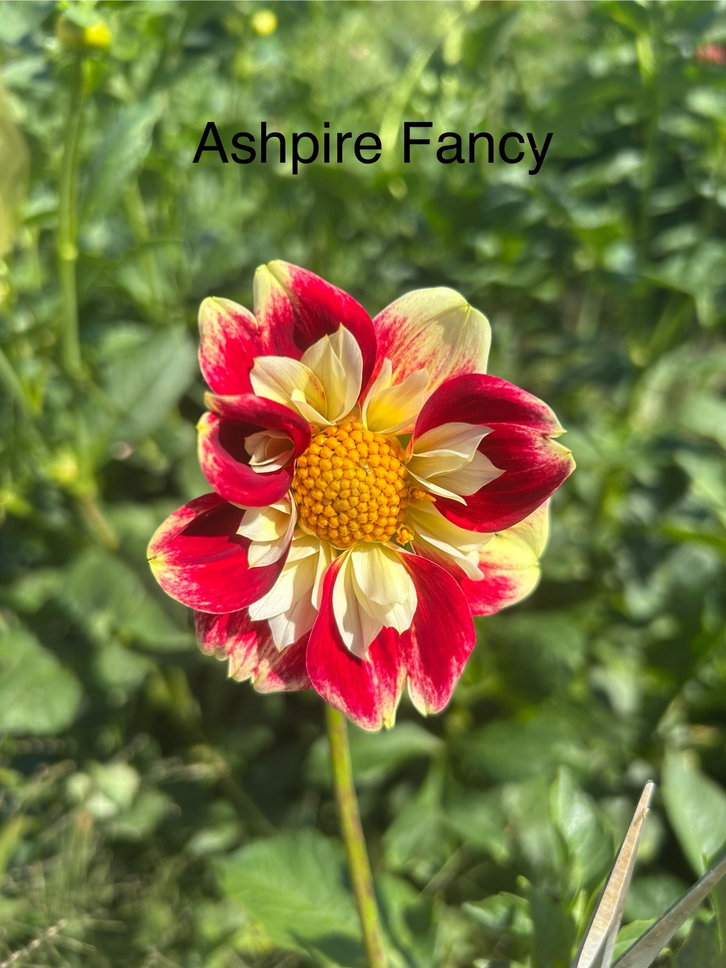 Ashpire Fancy