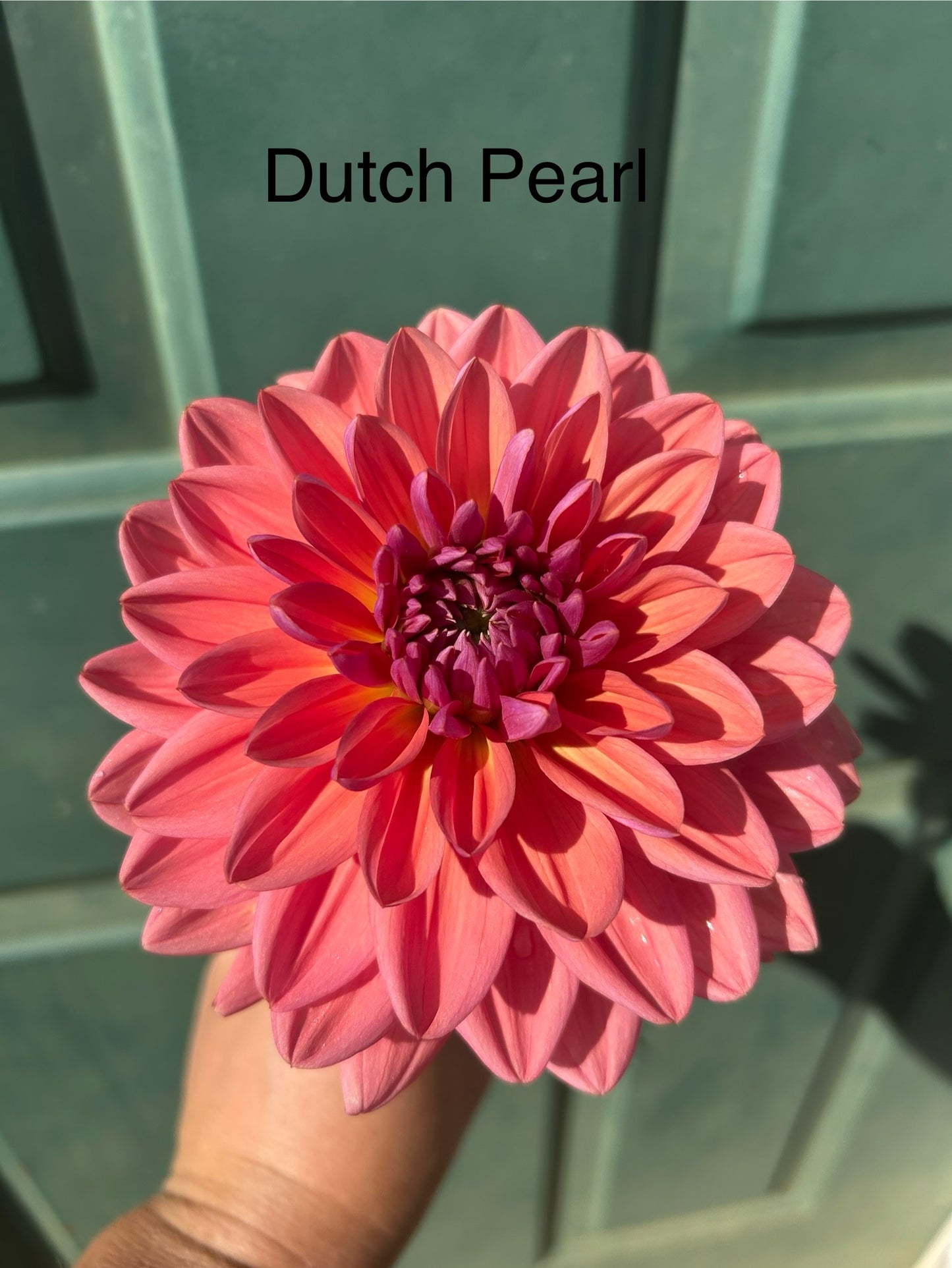 Dutch Pearl