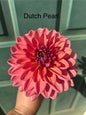 Dutch Pearl
