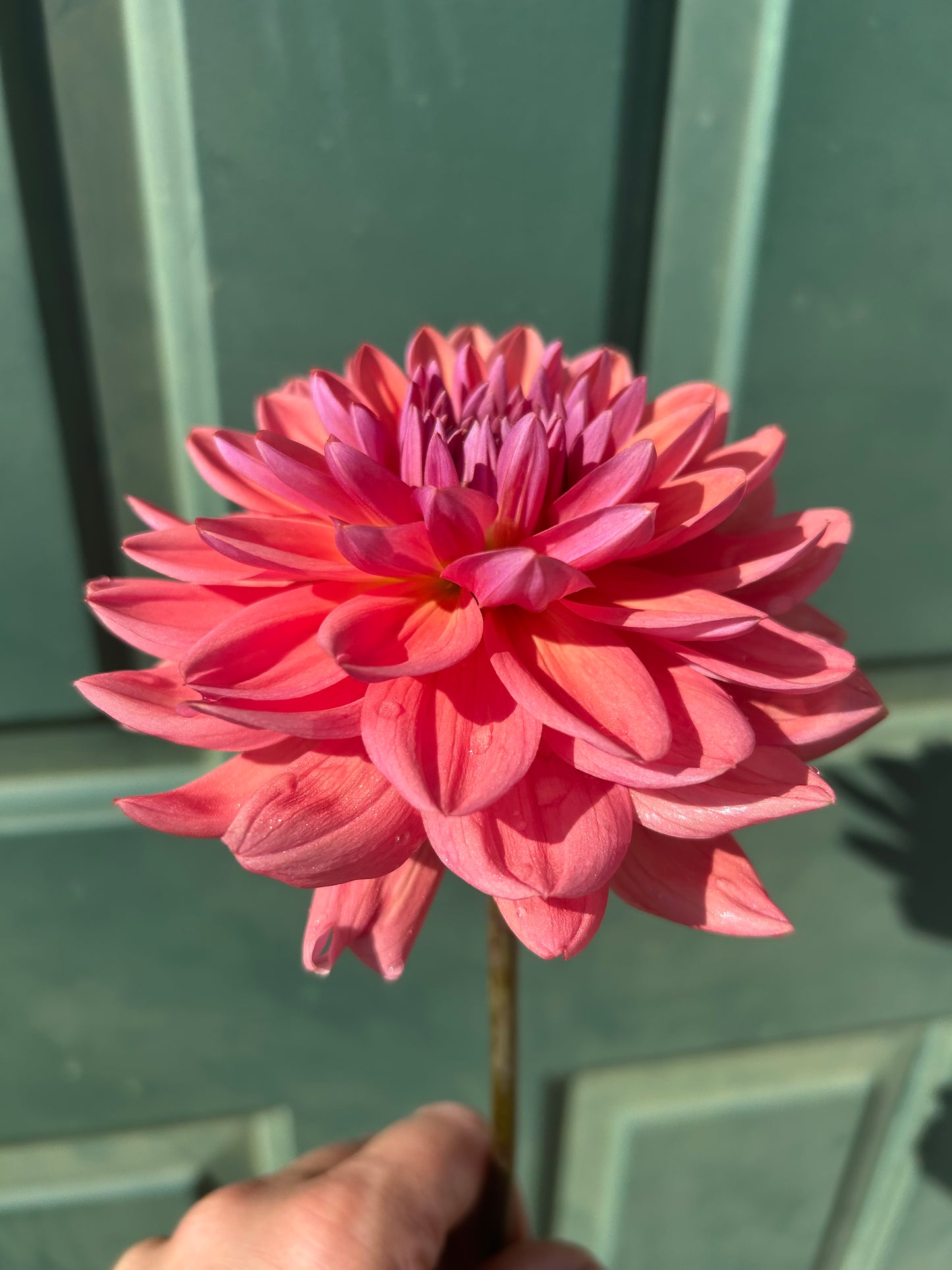 Dutch Pearl