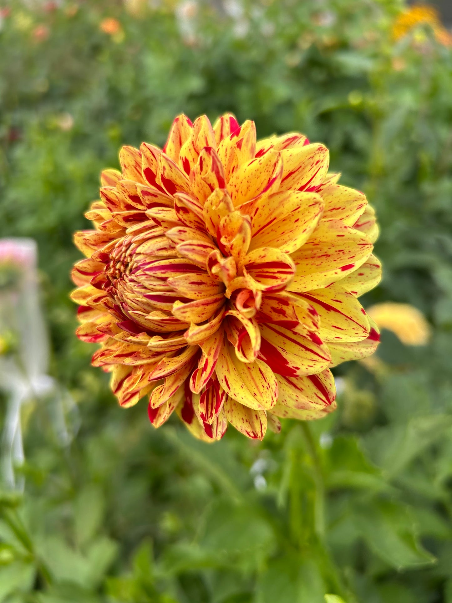 Ferncliff Firecracker