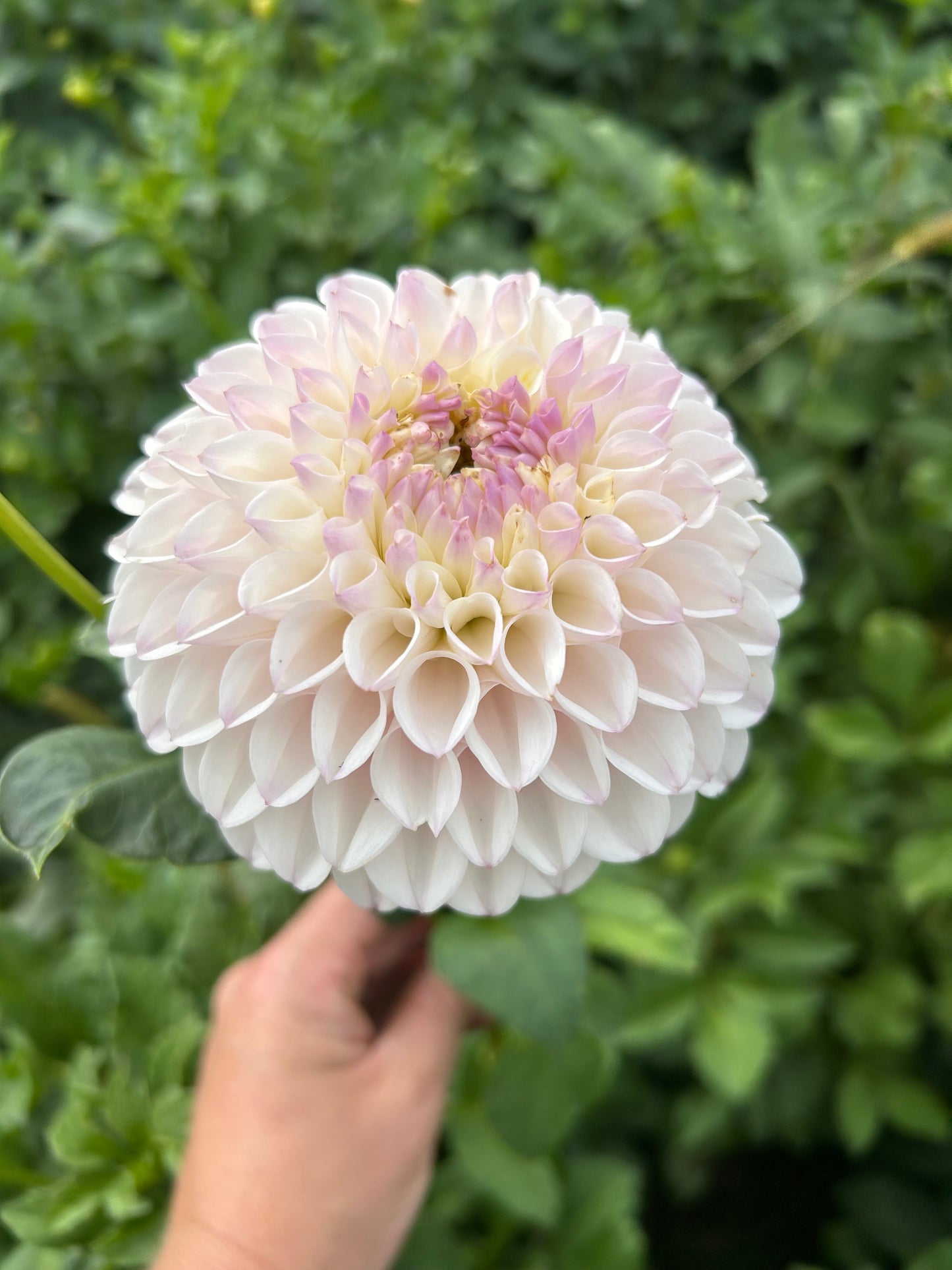 Pink Pearl