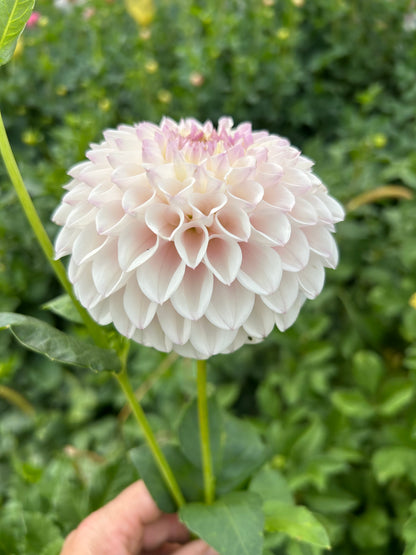 Pink Pearl