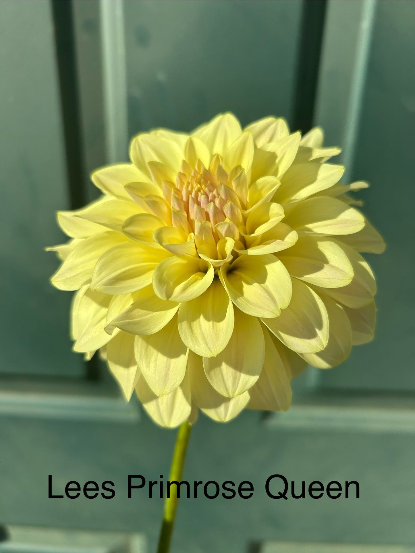 Lee's Primrose Queen