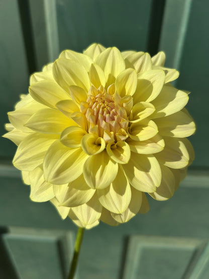 Lee's Primrose Queen